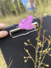 Agalinis oligophylla