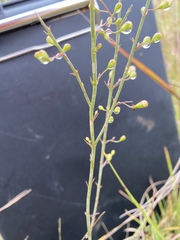 Agalinis oligophylla