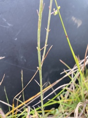 Agalinis oligophylla