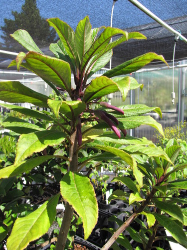 Clermontia samuelii