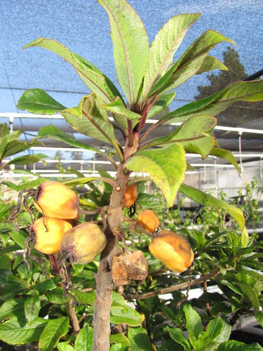 Clermontia samuelii