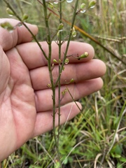 Agalinis oligophylla