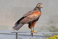 Parabuteo unicinctus