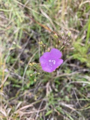 Agalinis oligophylla