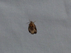 Olethreutes inornatana