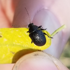 Colaspis brownsvillensis