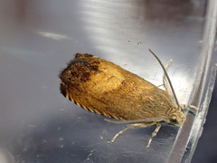 Pammene aurita