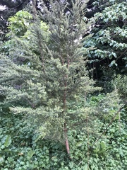 Kunzea ericoides