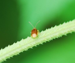 Galerucella grisescens
