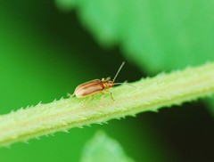 Galerucella grisescens