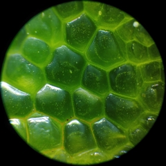 Dictyosphaeria cavernosa