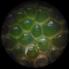 Dictyosphaeria cavernosa