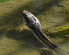 Nerodia clarkii clarkii