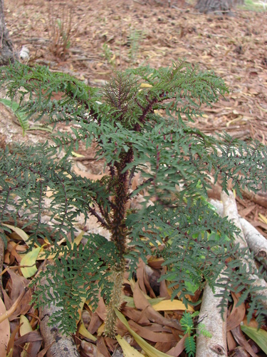 haha (Cyanea duvalliorum)