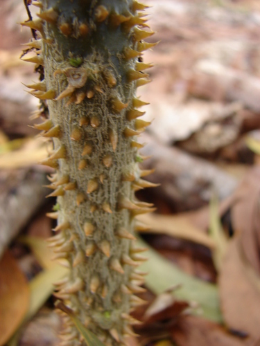 Cyanea duvalliorum