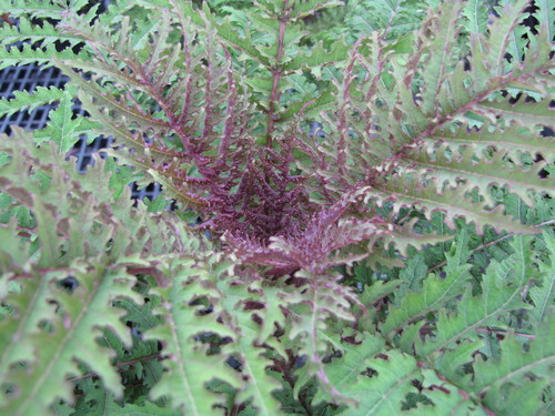 Cyanea duvalliorum