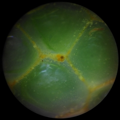 Dictyosphaeria cavernosa