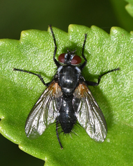 Thelaira nigripes