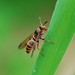 Polistes snelleni - Photo (c) Paul B., some rights reserved (CC BY-NC-ND), uploaded by Paul B.