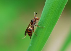 Polistes snelleni