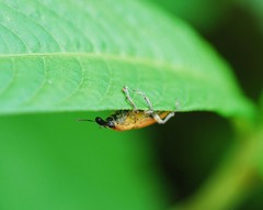 Lixus impressiventris