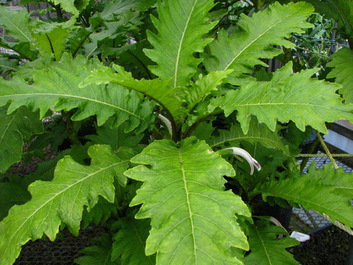 Waihee Valley cyanea (Cyanea lobata)
