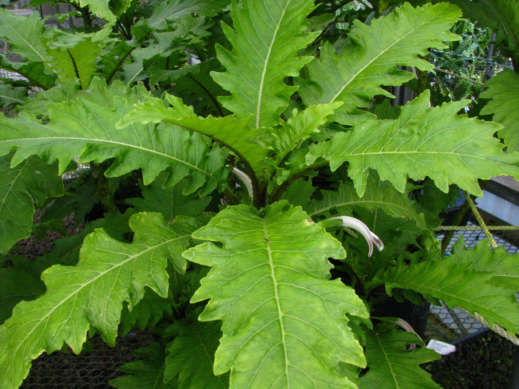Cyanea lobata
