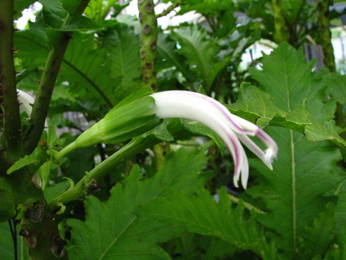 Cyanea lobata