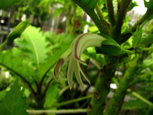 Cyanea lobata