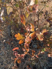 Rhus aromatica aromatica