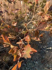 Rhus aromatica aromatica