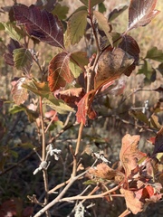 Rhus aromatica aromatica