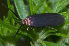 Scythris fuscicomella