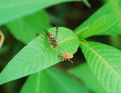 Lixus impressiventris