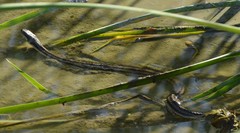 Nerodia clarkii clarkii