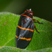 Prosapia bicincta - Photo (c) Royal Tyler,  זכויות יוצרים חלקיות (CC BY-NC-SA)
