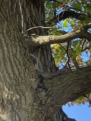 Sciurus carolinensis