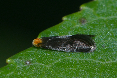 Doleromorpha porphyria
