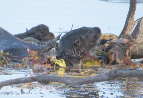 North American River Otter photographed in Minnesota