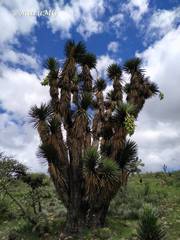 Yucca decipiens