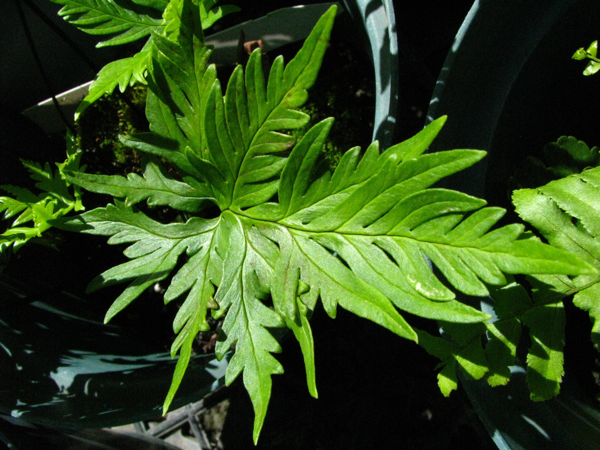 Doryopteris angelica