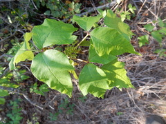 Toxicodendron radicans negundo
