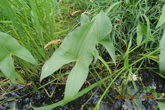 Sagittaria