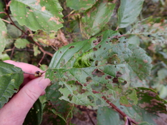 Taphrina tosquinetii