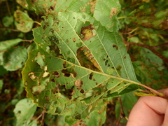 Taphrina tosquinetii