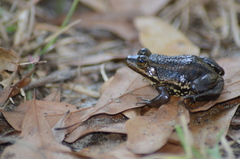 Lithobates virgatipes