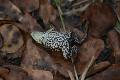 Lithobates virgatipes