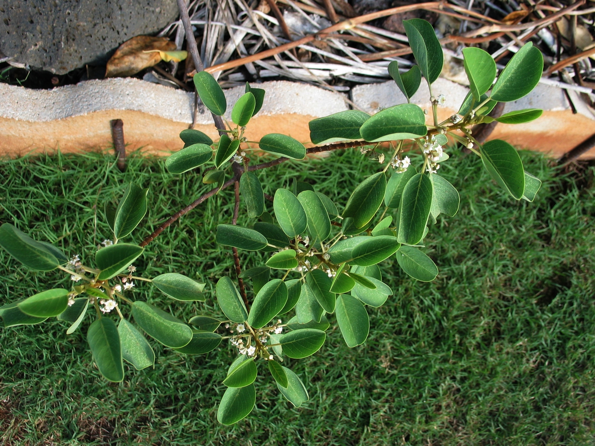 Gouania hillebrandii