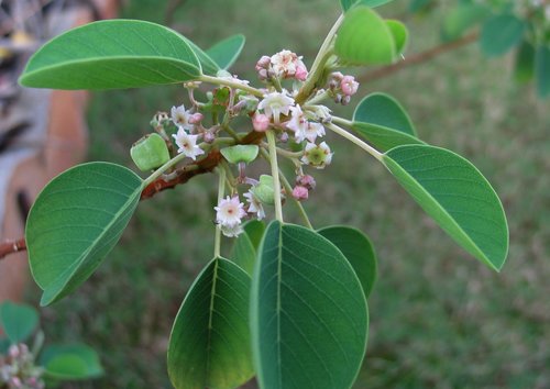 Gouania hillebrandii