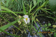 Sagittaria